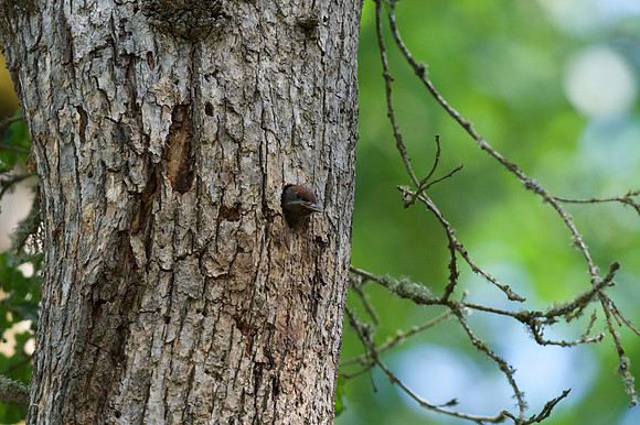 Red-breasted Sapsucker