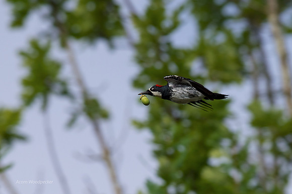 Acorn Woodpecker
