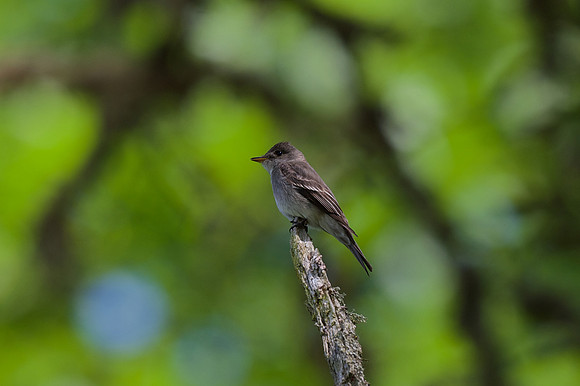 Western Wood-pewee