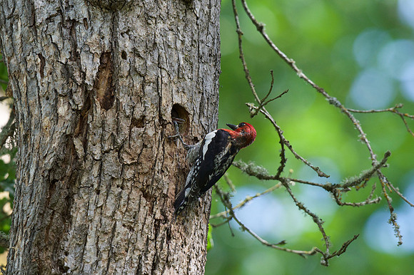 Red-breasted Sapsucker