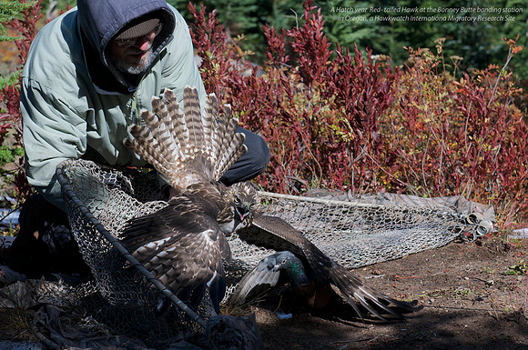 Hatch year Red-tailed Hawk