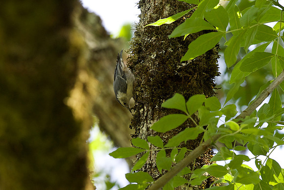 White-breasted Nuthatch