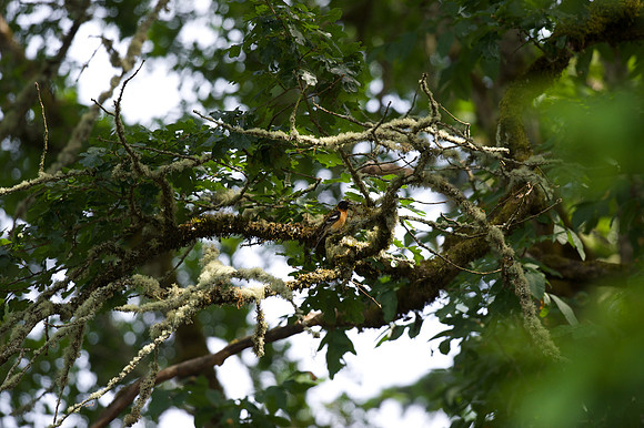 Black-headed Grosbeak