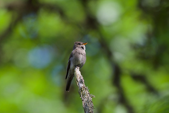 Western Wood-pewee
