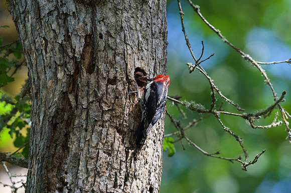 Red-breasted Sapsucker