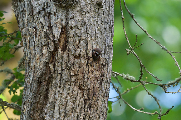 Red-breasted Sapsucker