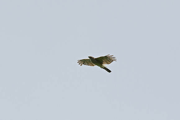 Cooper's Hawk