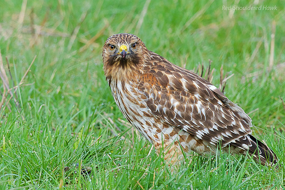 Red-shouldered Hawk